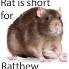 estragon 🐀 avatar