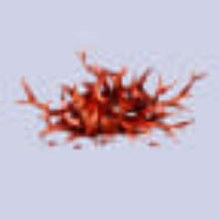 Catwar CF avatar