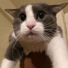 los gatos son lindos avatar
