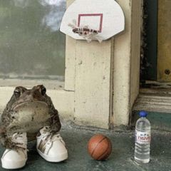 жабий вайб avatar