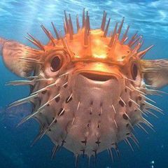 [полу-рест] Fugu Fish Confession!! avatar
