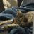 cat cafe