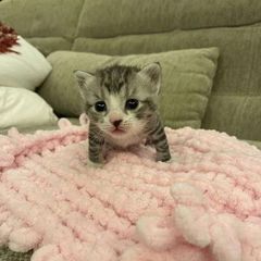 всратые котята с авито в телеграме avatar