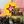 RiseUp4Rojava avatar