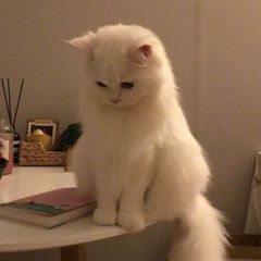зимняя кошка любит буковки avatar