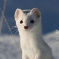 Matthew The Stoat avatar