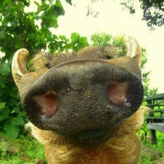 boar lore 🐗 avatar