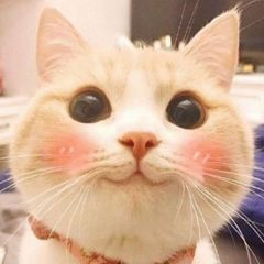 Замурчательно 😼 avatar
