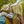 LADY ONIX & DIARMAID COSPLAY WORKSHOP avatar