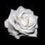 Sir_Schnee Avatar