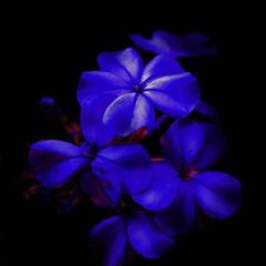 Flower chat avatar