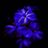 Flower chat