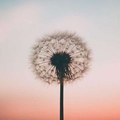 Quiet Thoughts avatar
