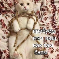 Верхние Мемасы avatar