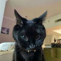 Федор бомба взрыв чечня avatar