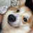 Ламповый чатикс War and Welsh Corgi🇷🇺