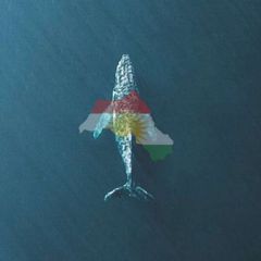 گۆڕستانی واڵ- avatar