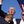 Trump's Ear avatar