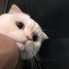 Cats | Meow Котики avatar