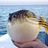чат Fugu Fish Confession!!