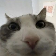 segs avatar