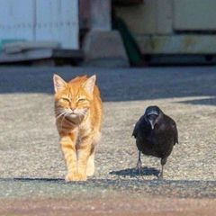 IᑎᖴO ᑕᕼᗩᑎᑎEᒪ ᗩᗷOᑌT KITTEᑎ ᗩᑎᗪ ᖇᗩᐯEᑎ avatar