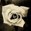 The White Rose Avatar