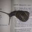 Snails confession!! Avatar