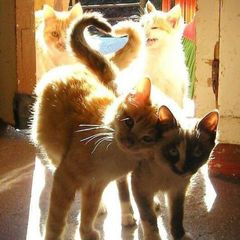 Уютные котейки avatar
