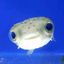 fish confessions Avatar