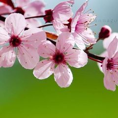 گزینگویهها avatar
