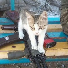 экзистенциальный кринж и котятки avatar