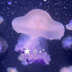 × Jellyfish Confession!`• avatar