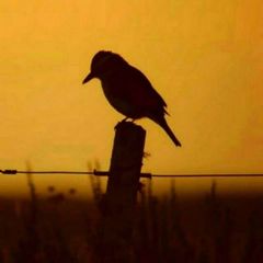 | حادي الرَّكب | غَزّة avatar