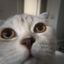 zavertin cf🐈 Avatar