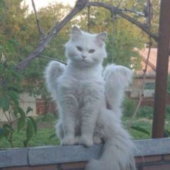 пиар чат котиков!! avatar