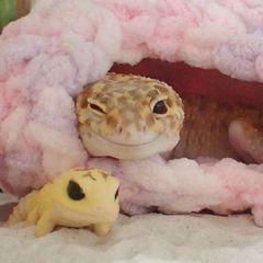 [НАБОР АДМИНОВ]🦎 Reptiles Confessions ⏤͟͟͞͞ avatar