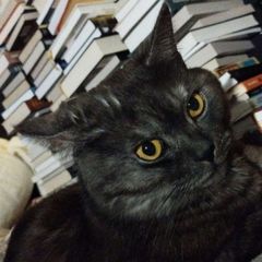 Книжные хроники avatar