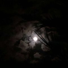 دَيْجُورْ avatar
