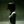 juzwave #aurora avatar
