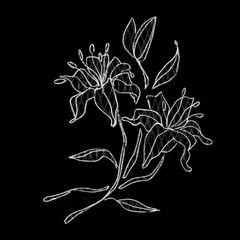 elta's dark collection avatar