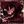 †Ⲣⲁⲇυⲟ ⲥⲧⲩⲇυя† avatar