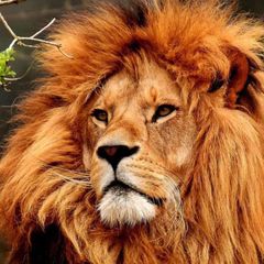 Live Nature avatar