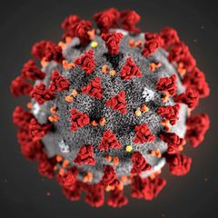 Coronavirus News avatar