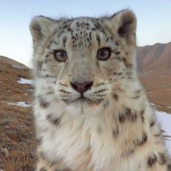 🐾🌫️ || Snow Leopard Cf / Confession avatar