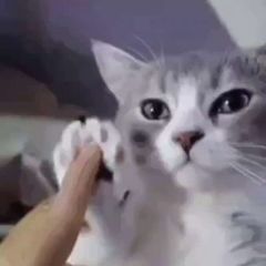 Котовое avatar