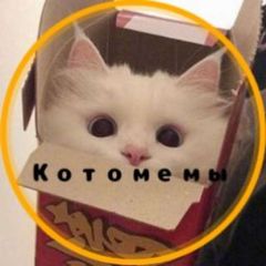 Котомемы avatar
