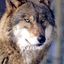 Wolfes00 Avatar