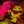 Lemon Demon confessions avatar