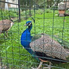 🦚Пушок павлина🦚 avatar